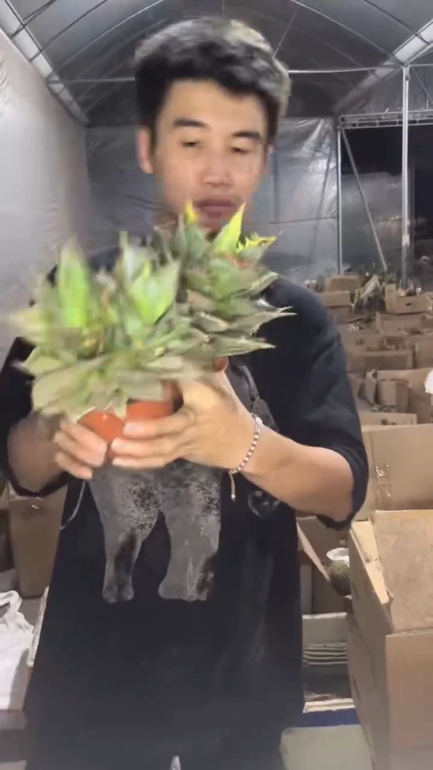 3颗 小岛 龙舌兰【带根】