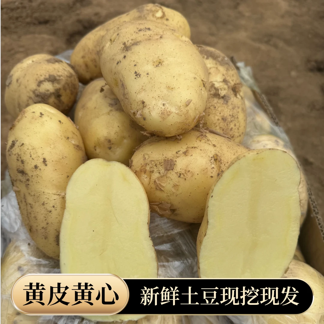 5斤25年V7黄皮新土豆邳州土豆蔬菜黄心