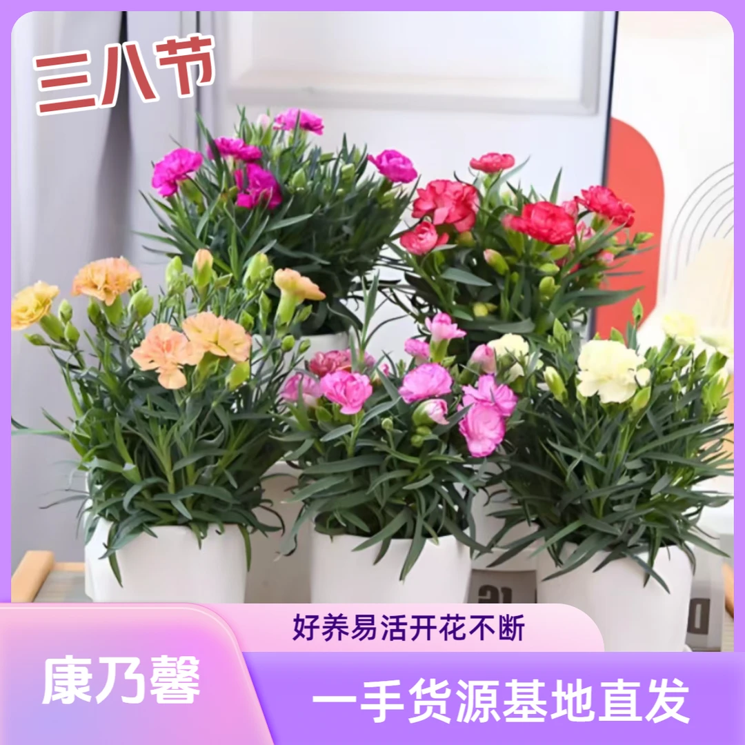 重瓣康乃馨盆栽基地发货花卉绿植带花苞好养易活四季开花室内