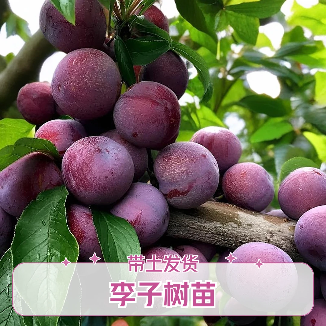 蜂糖李子优质嫁接树苗超大早熟迟熟钱排三华李三月李带土带叶树苗