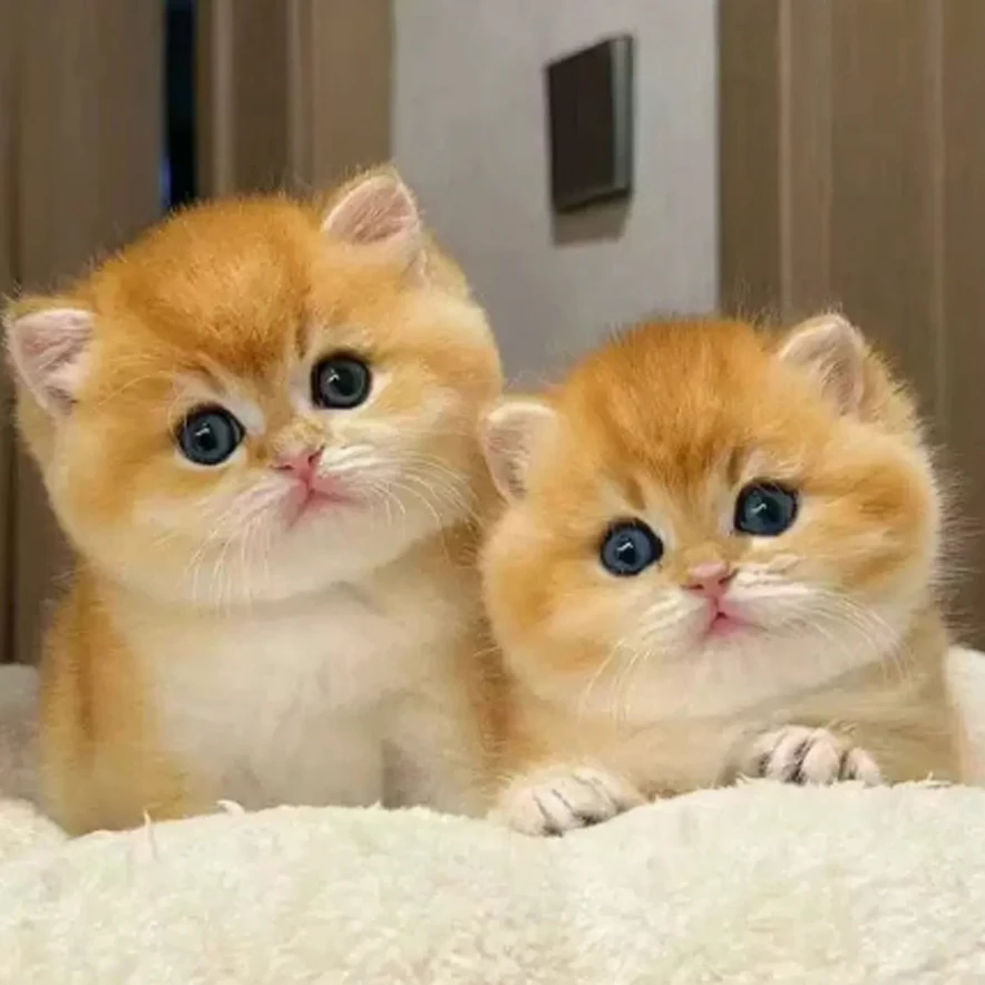 甜美系猫咪全款成交链接@子悦2号