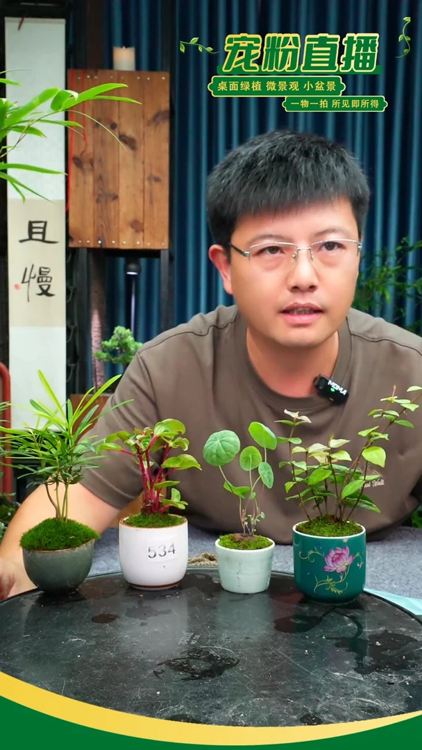 无花朵苔藓微景观534号
