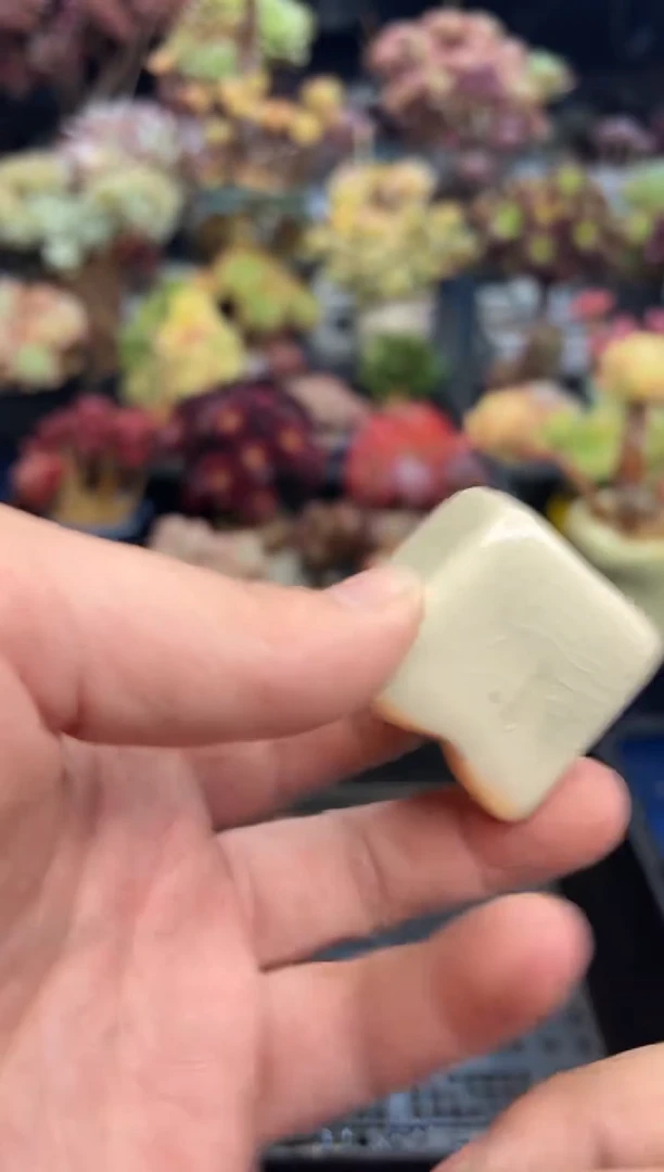 【闪购商品】75花盆