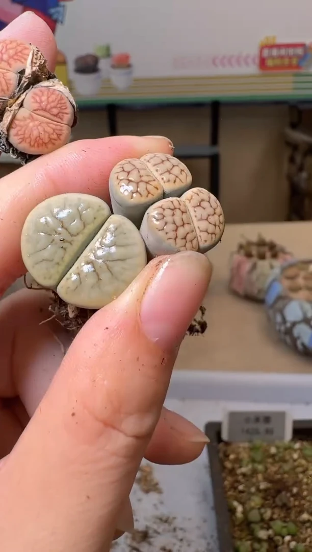 肉锥生石花10.15-149