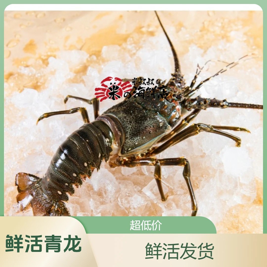 小青龙(鲜活)250g+默认宰杀