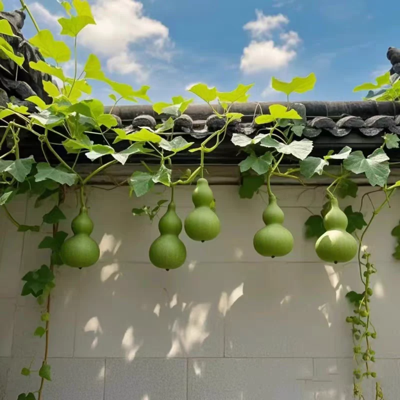 葫芦秧苗四季爬藤植物盆栽小葫芦庭院手捻葫芦种子阳台绿植大葫芦