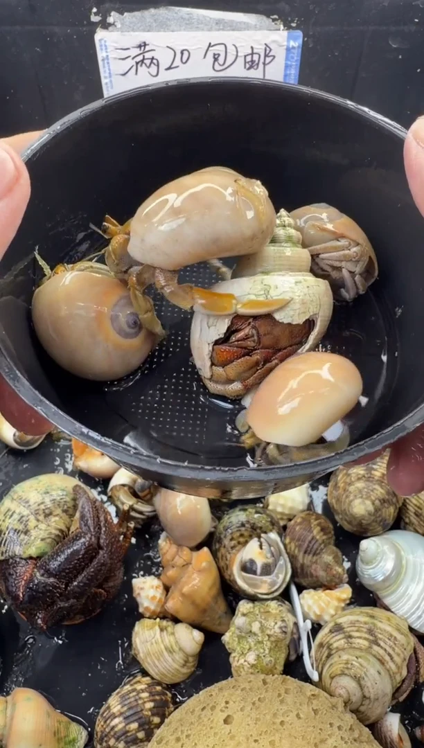 奥瓜5只包活到手3只，不包全品