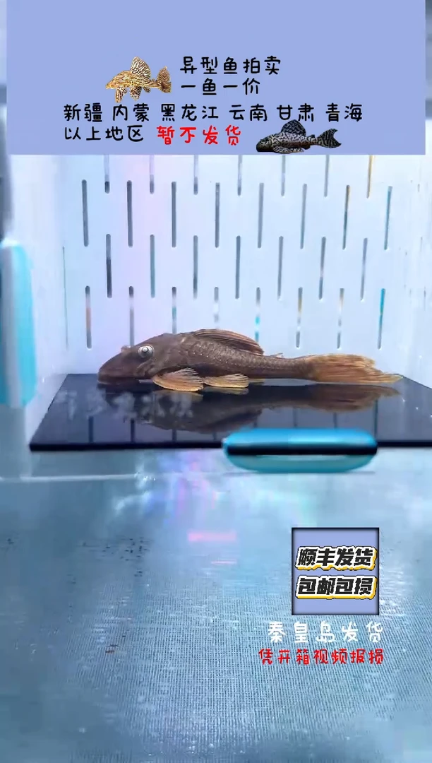 清道夫7.3不包入缸损135