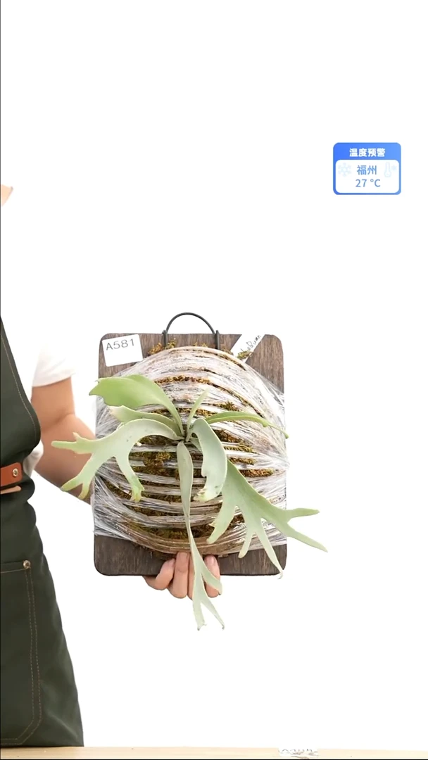 不开花植物蓝皇后正侧芽