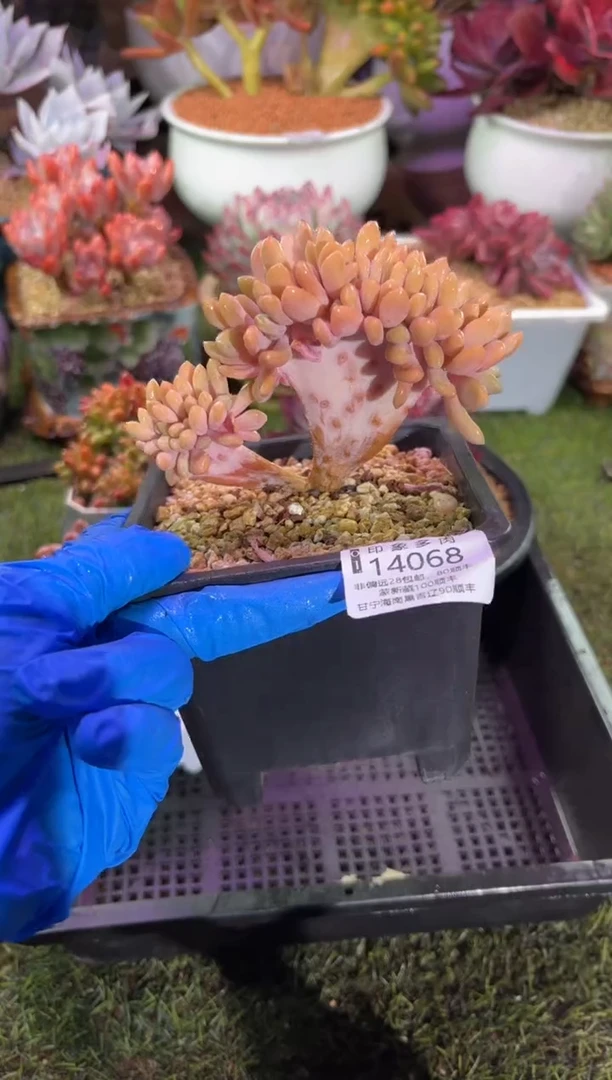 【闪购商品】14068