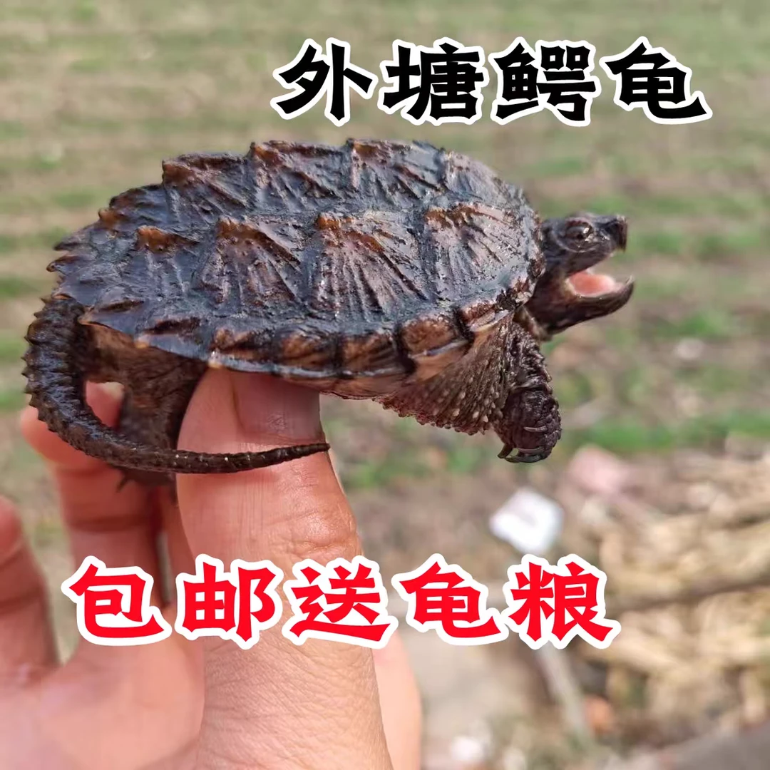 《直播链接》霸气宠物北美杂佛鳄鱼龟包邮送龟粮