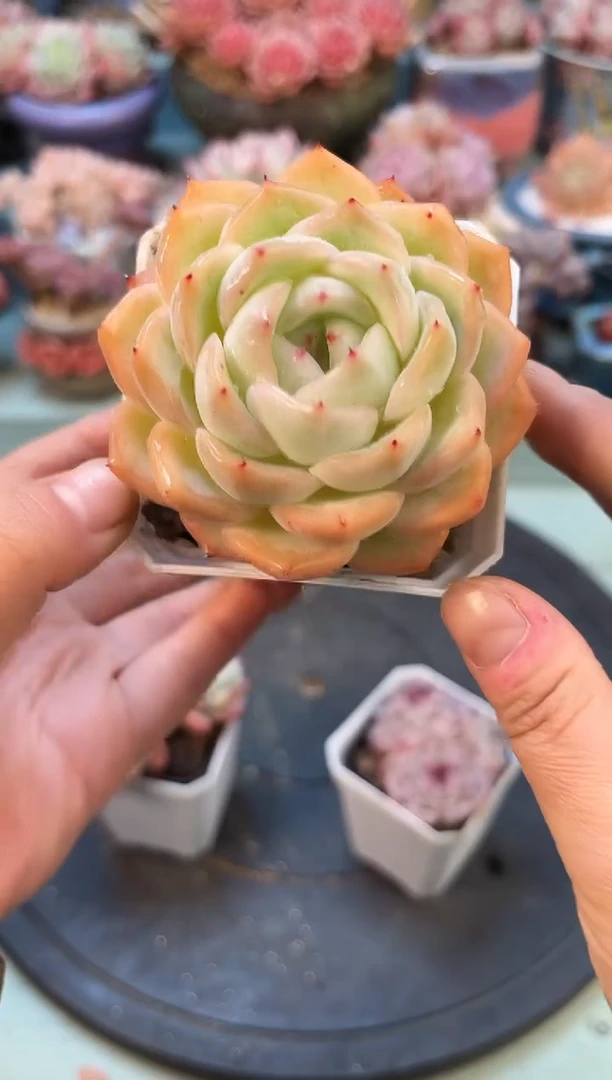 028单头个体多肉