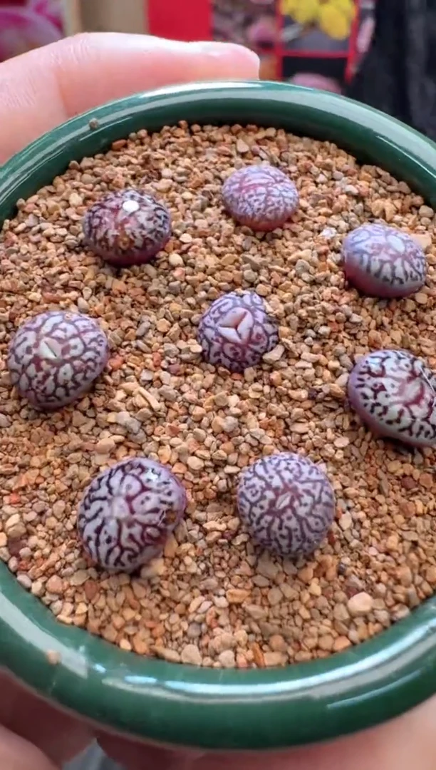 【闪购商品】26-1墨一颗