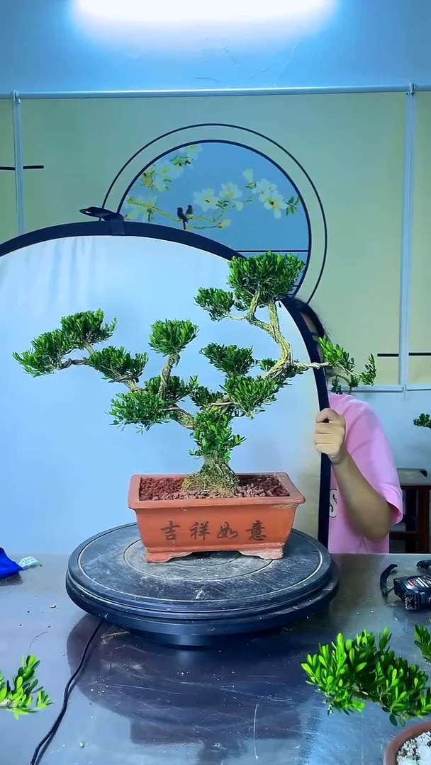 不开花植物广东雀舌皱皮黄杨高端盆景