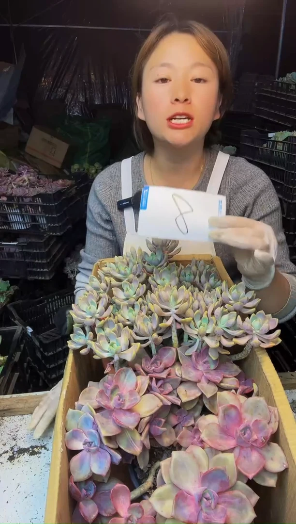 8号一物一拍 默认微瑕不售后