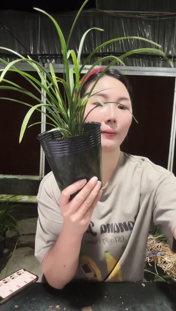 无花朵中华一品梅6苗带花苞
