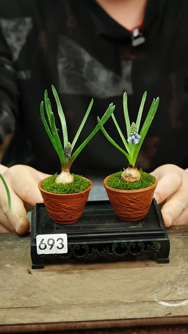 【闪购商品】苔藓微景观693号