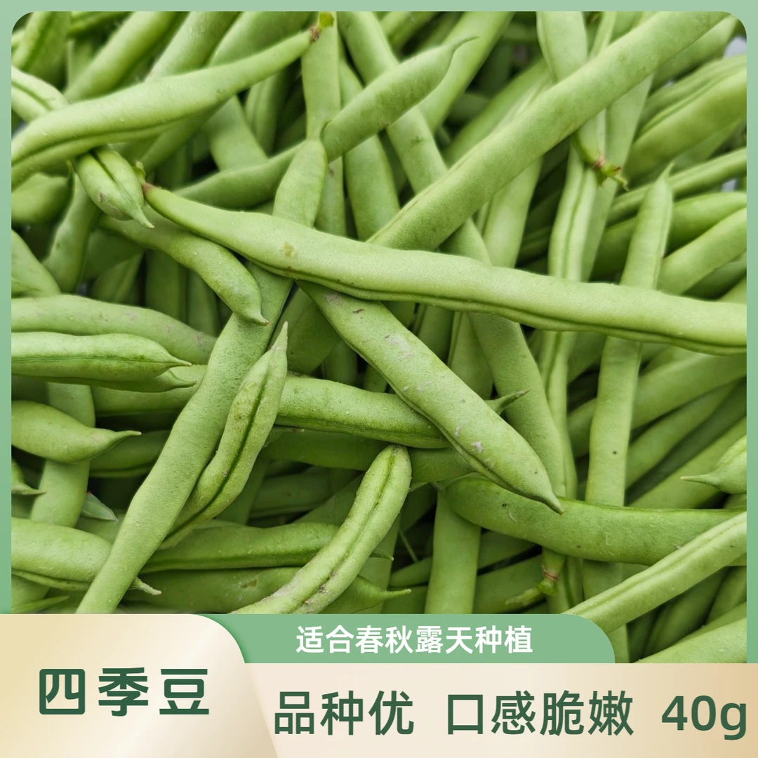 四季豆种子白芸豆架豆蔬菜种子条长高产早熟春秋露天种植爬藤豆