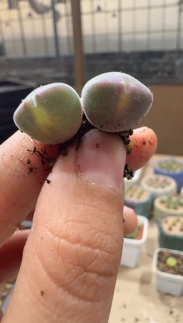 蒙****笑多肉植物肉锥16-348