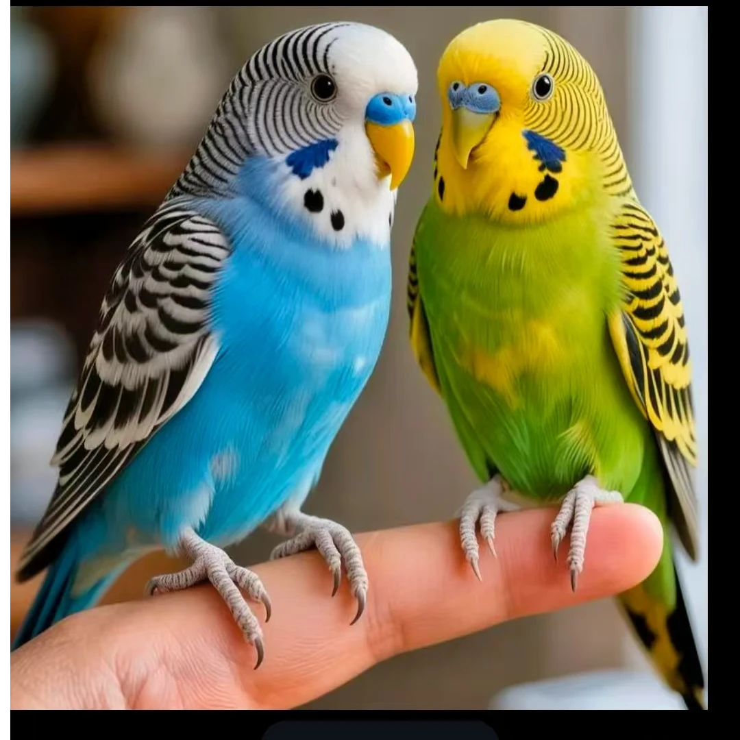 手养鸟可上手亲人适合家养能繁殖观赏