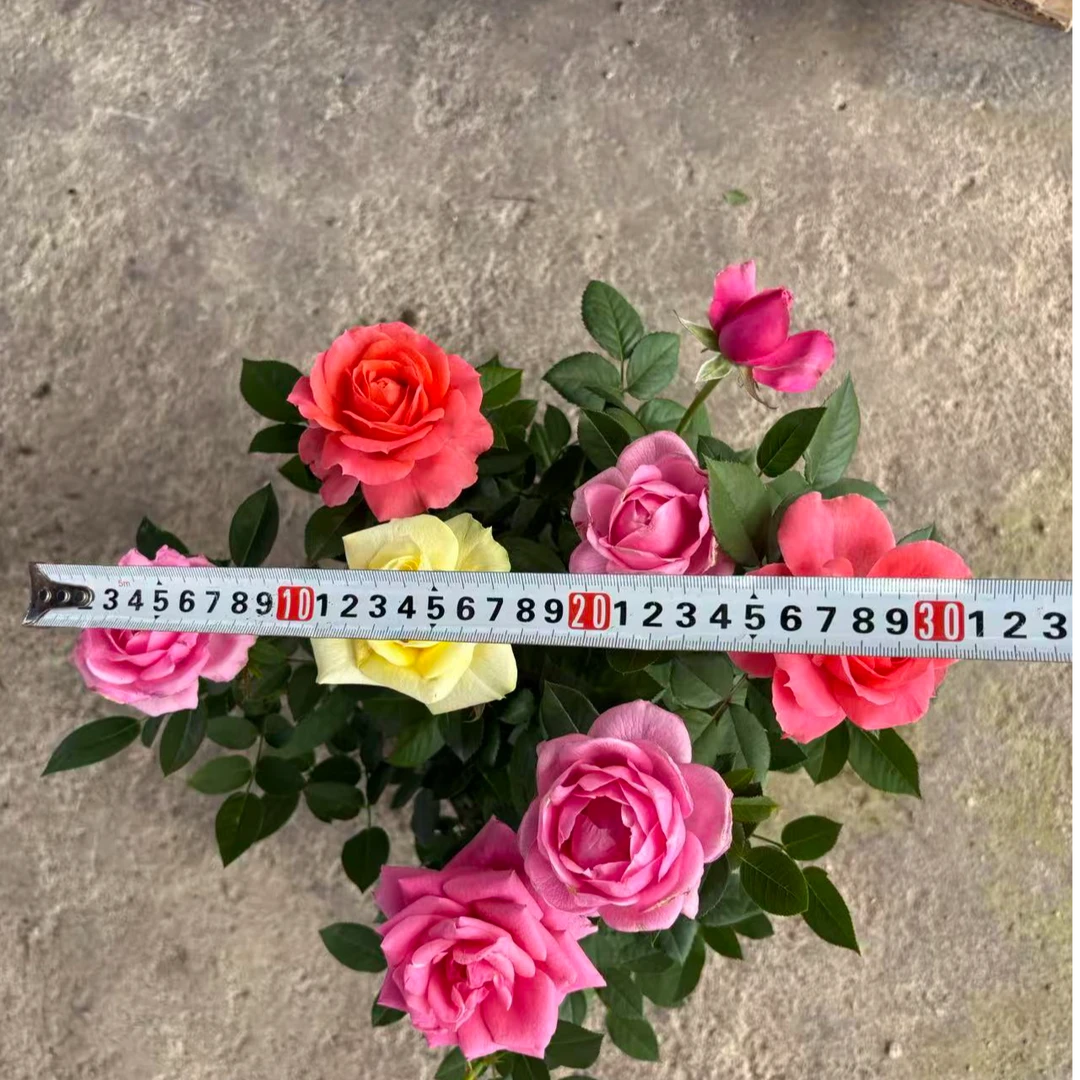 【混色】多色月季一盆多色新手易养盆栽月季阳台月季庭院花卉多季开