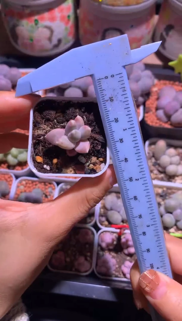 天空美人，满28包邮，不满发一个叶片到付