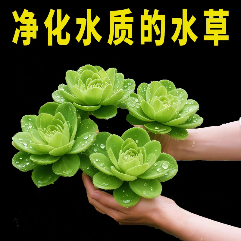 水芙蓉浮萍好养水草耐活乌龟专业水培植物造景净化水质养鱼缸池塘