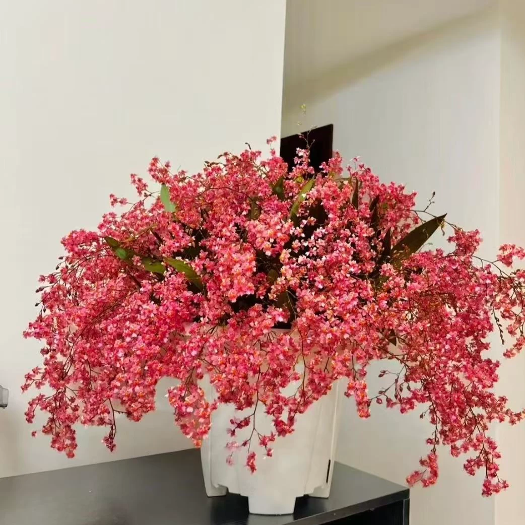 年宵花梦香兰《满堂红》25支花剑或以上室内高端盆栽花多年生花期长