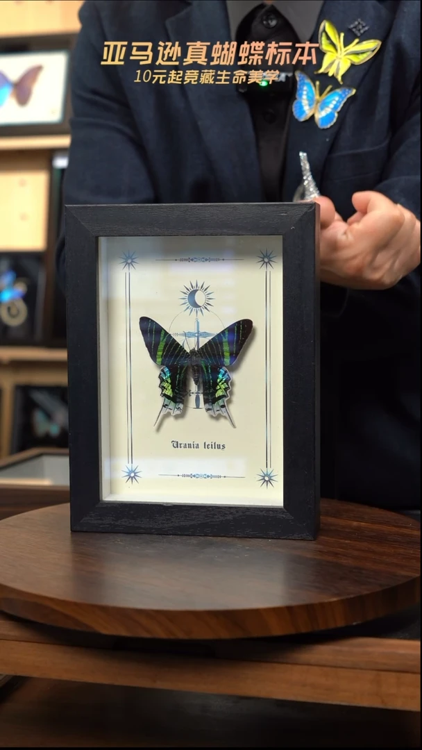 月亮蛾图腾款7寸竖框