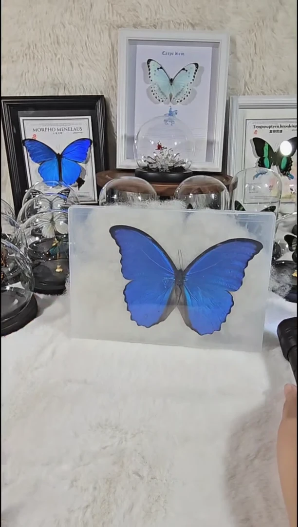 大蓝闪蝶真实蝴蝶标本送朋友