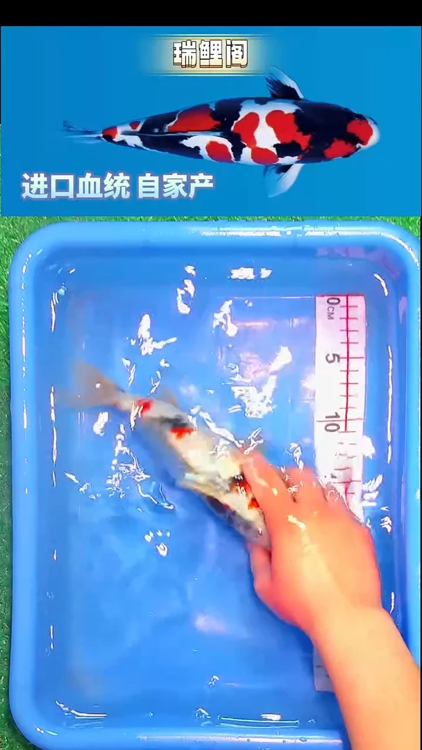 锦鲤瑞鲤阁精选--11