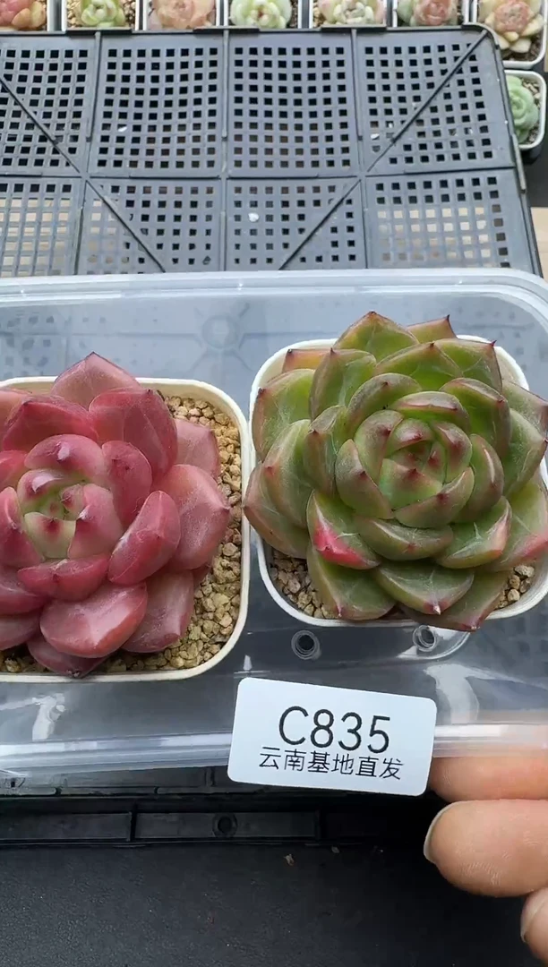 珍妮杂交多肉C835