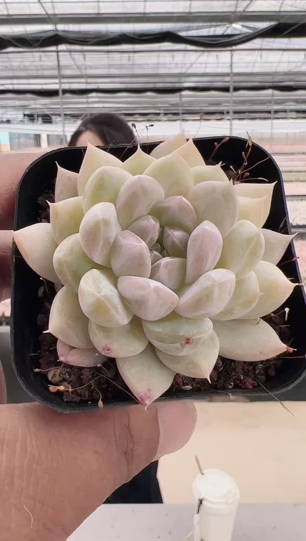 云多肉园新款-109