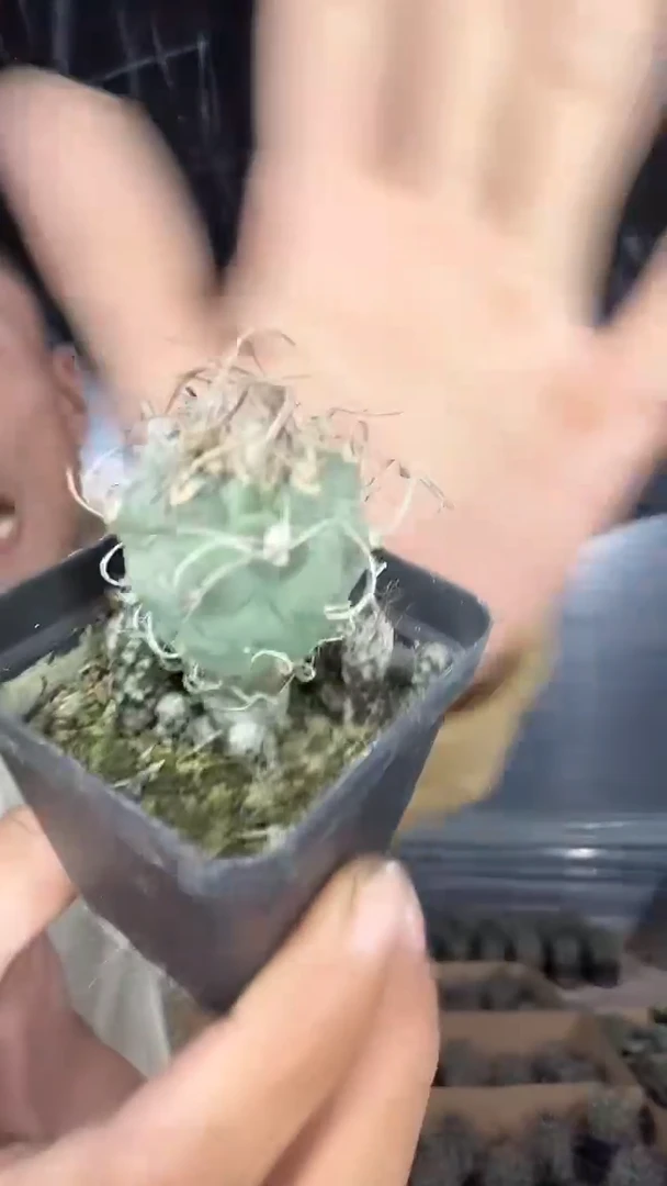 实生升云龙19.99