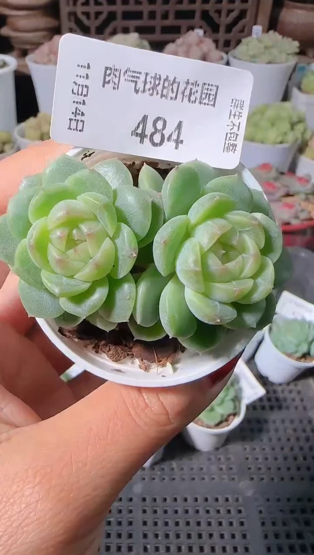 1114-484p3-9群生不包整