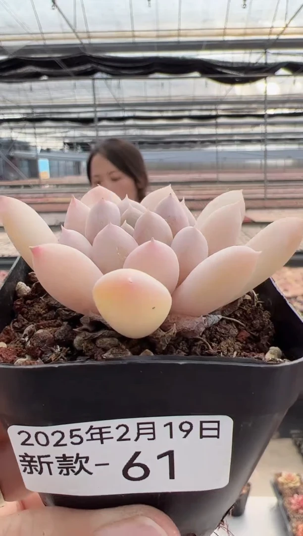 【闪购商品】新款多肉-61