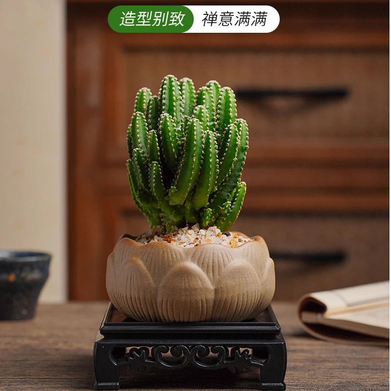 创享绿洲万重山仙人掌耐旱好养绿植室内盆栽客厅种好发货迷你
