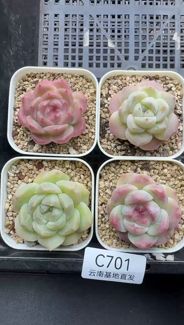 珍妮杂交多肉C701
