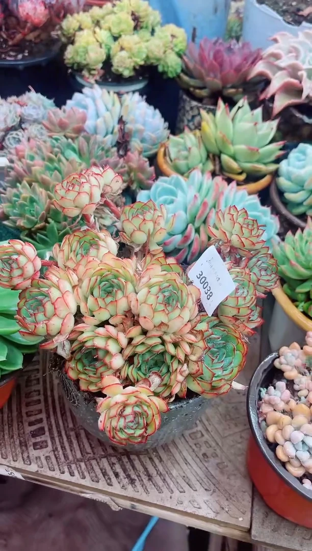 30038多肉植物一物一拍