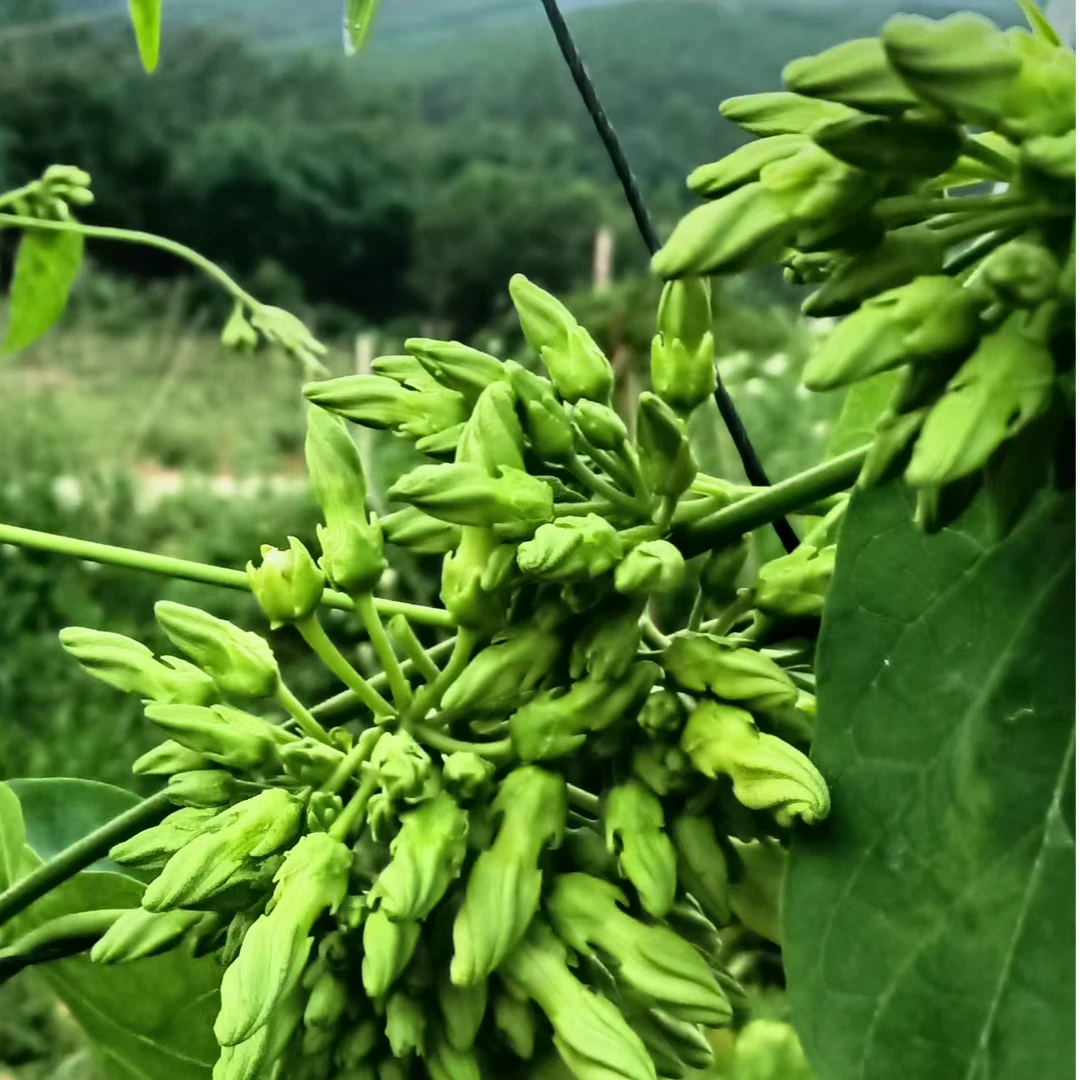 广东肇庆产地直采新鲜可食用夜兰花带代餐轻食顺丰包邮次日达农产品