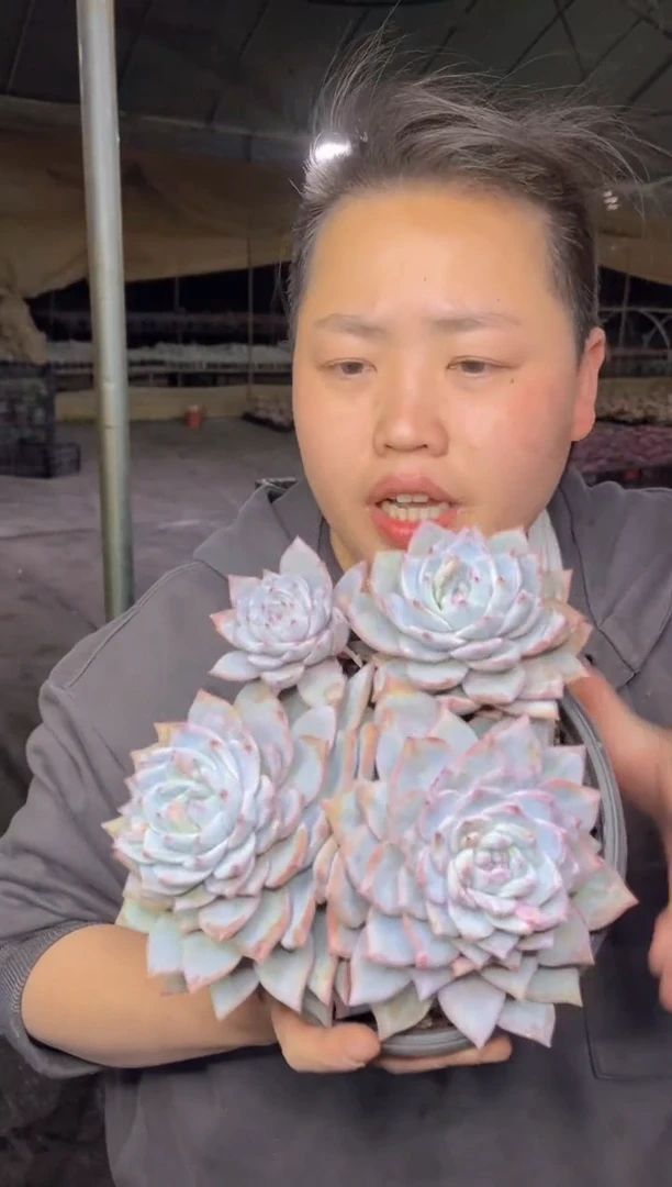 【闪购商品】22-四头起粉蓝鸟8.88