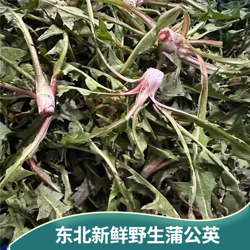 东北新鲜婆婆丁新鲜蒲公英现挖生野菜蘸酱菜苦菜苦麻子嫩蔬菜