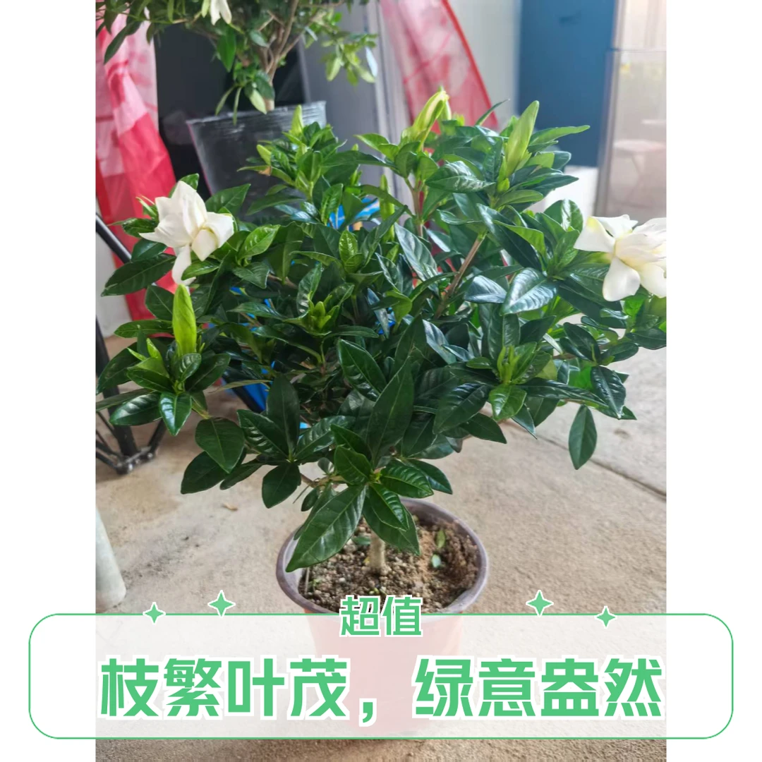 浓香型小叶栀子花盆栽带花苞四季开花室内好养净化空气绿植