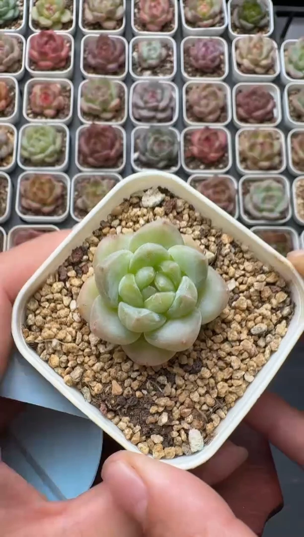 142S带盆土发 当场拍3颗以上包柚 多肉植物 一物一拍
