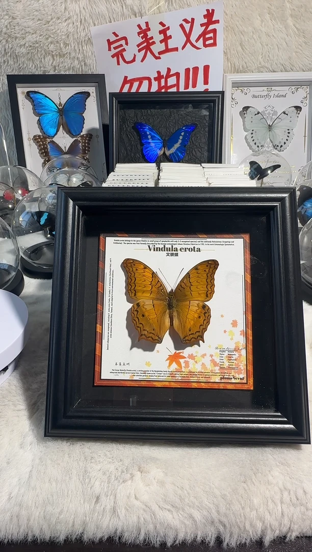文蛱蝶新相框