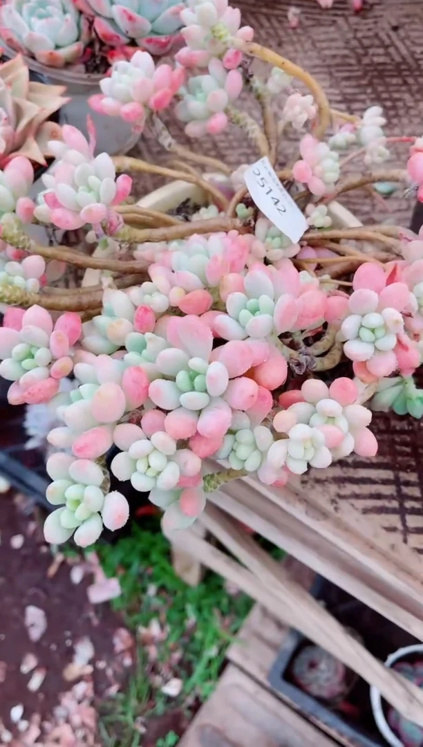 腼***.跃跃精品多肉25142