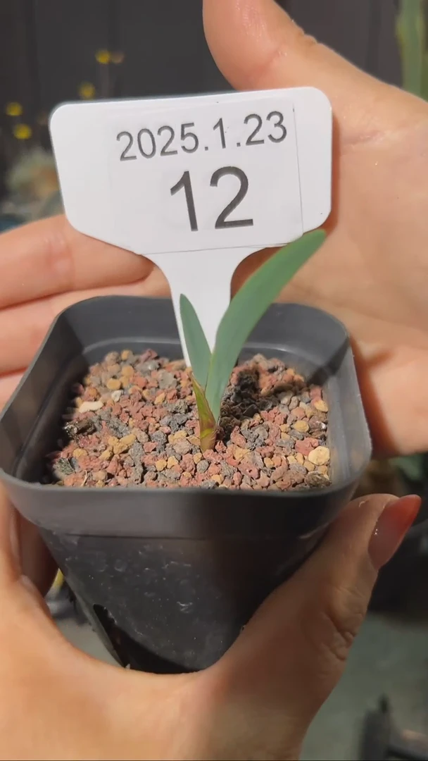 【闪购商品】红桃皇后夜鸢尾1.23.12