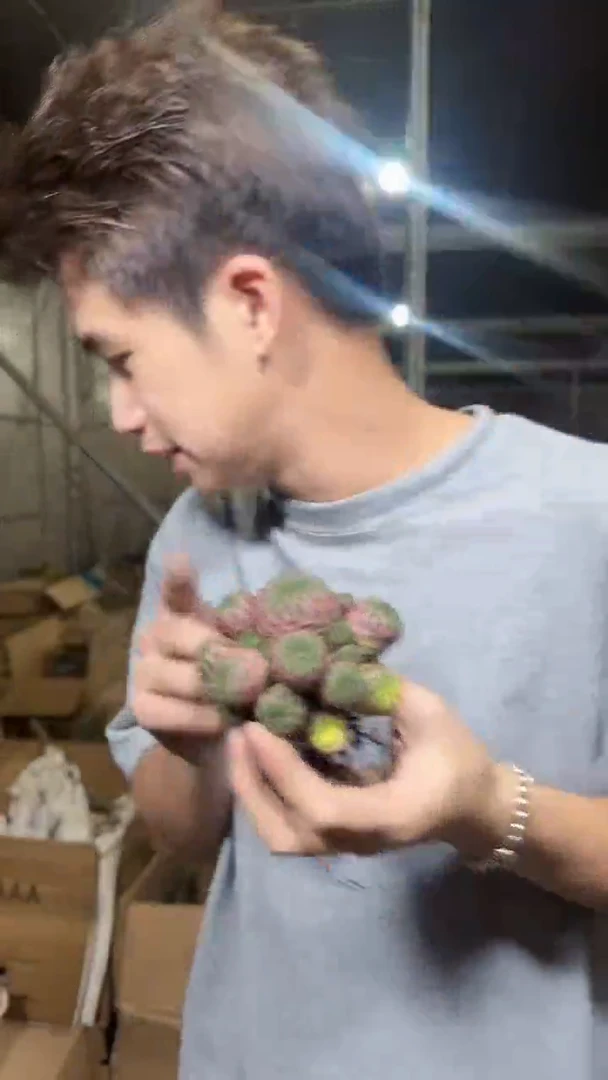 紫粒丸 群生【带根】7-10cm