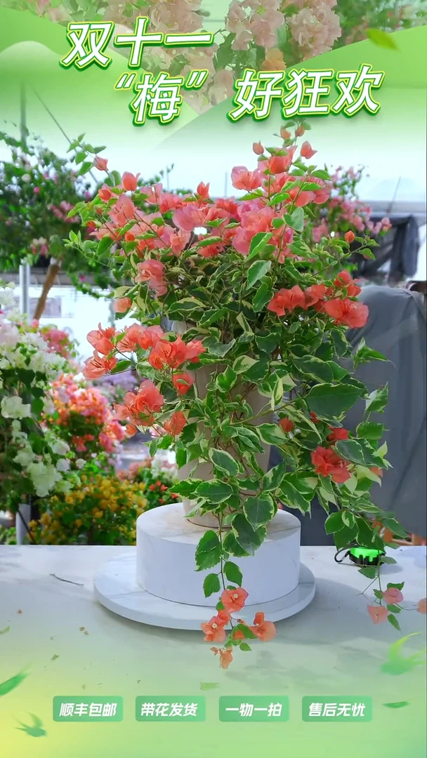 大部分花苞少量开放蜡染橙