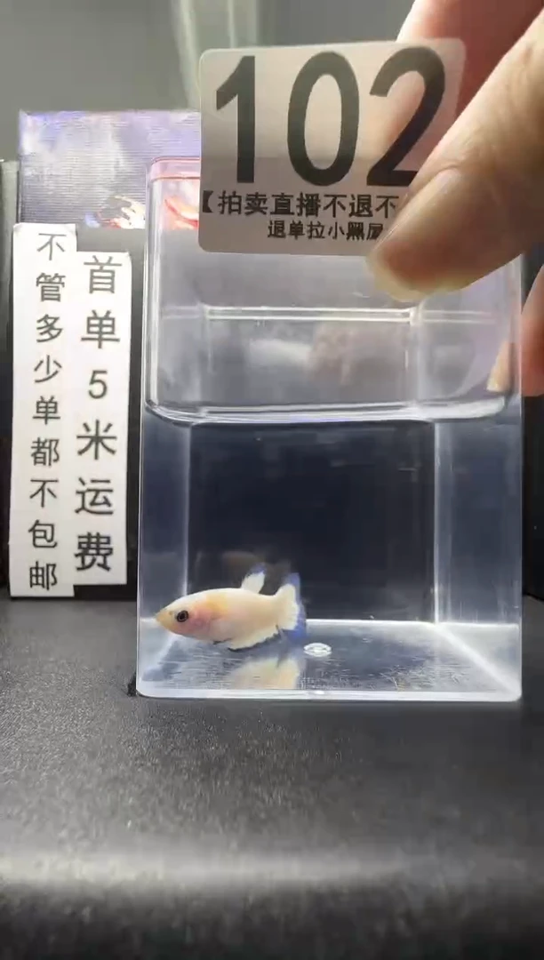 斗鱼母鱼编号：102